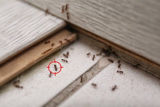 Best Ant Control Services  in Silsbee, TX