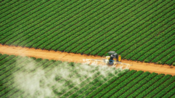 Best Termite Control Services  in Silsbee, TX