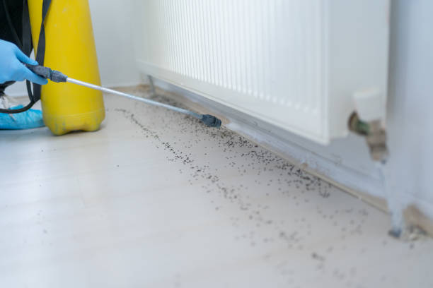 Best Cockroach Control Services  in Silsbee, TX