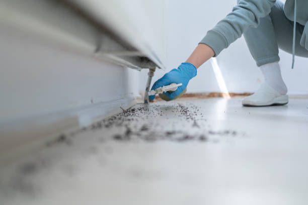 Best Spider Control Near Me  in Silsbee, TX